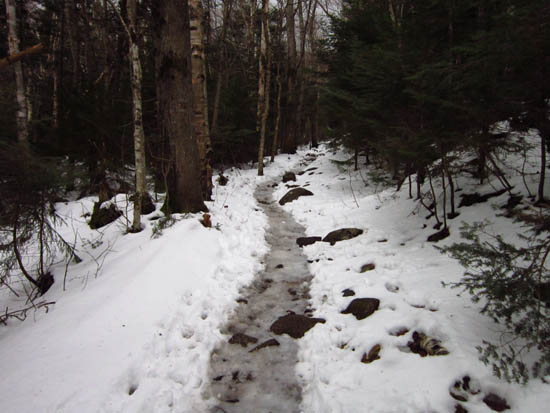 Looking up the Avalon Trail