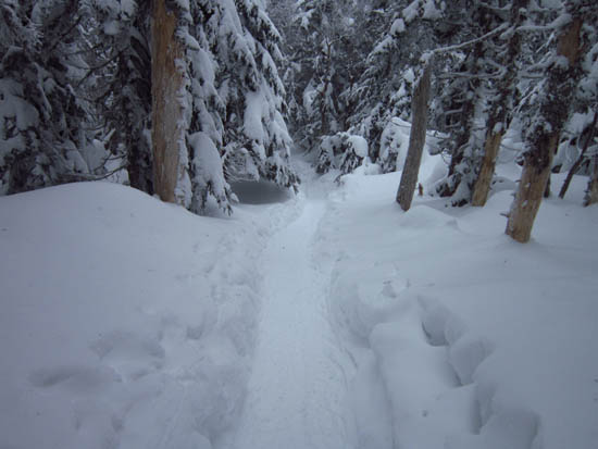 Looking up the Avalon Trail