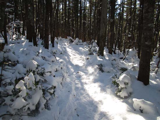 The Avalon Trail near Mt. Field