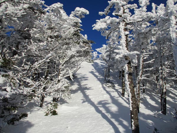 Looking up the Willey Range Trail near Mt. Field