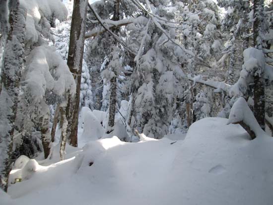 Bushwhacking to West Field