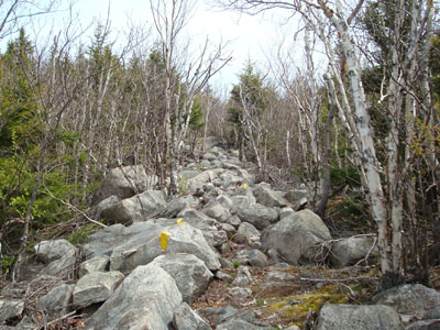 Looking up the Mt. Flagg Trail