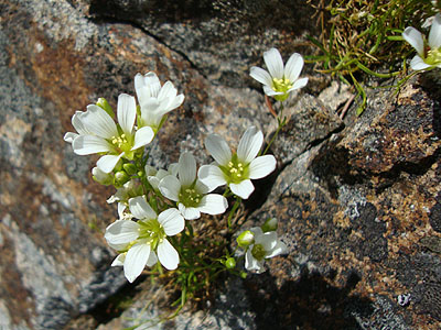 Alpine flowers on Mt. Flume