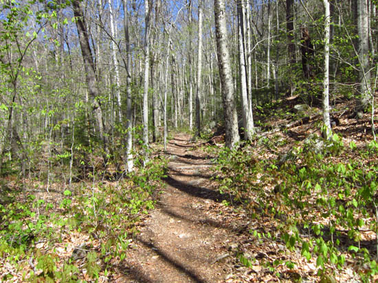 Looking up the Osseo Trail