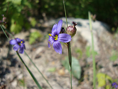 Wild flowers along the logging road