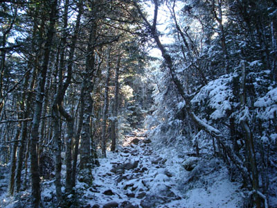 Looking up the Garfield Trail