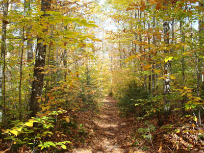 Looking up the Garfield Trail
