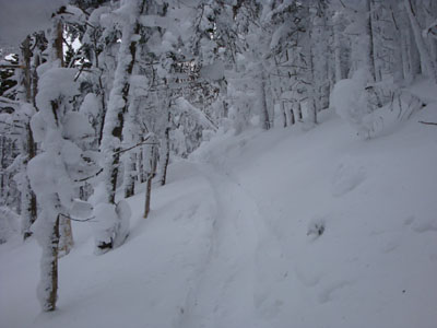 Looking up the Garfield Trail
