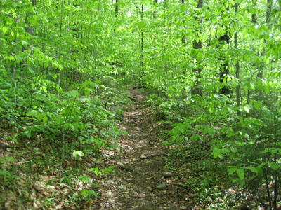 Looking up the Garfield Trail