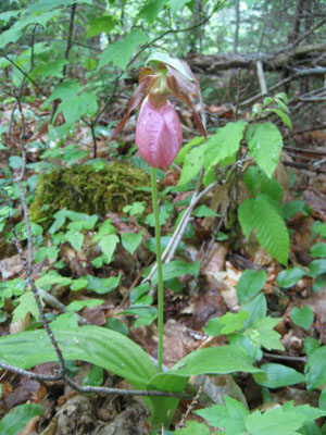 A lady slipper on the Garfield Trail