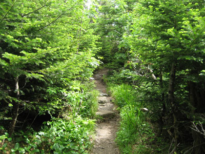 The Garfield Ridge Trail on the way to Mt. Garfield