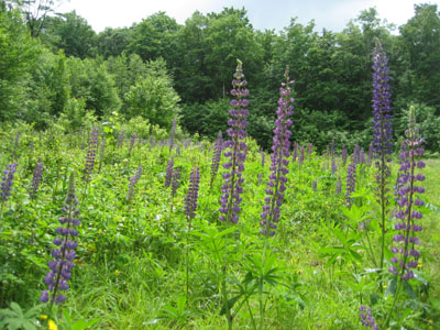 Wild flowers along the woods road near Gale River Road
