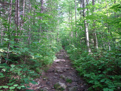 Looking up the Garfield Trail