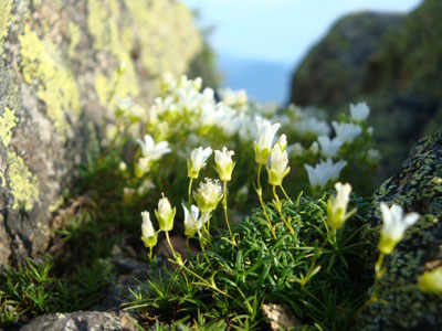 Alpine flowers near the summit of Mt. Garfield