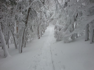 Looking up the Garfield Trail