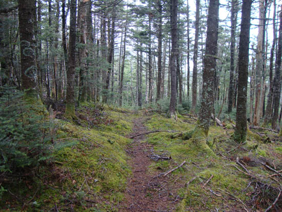 The abandoned Garfield Pond Trail