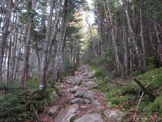 Looking up the Garfield Trail
