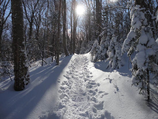 Looking up the Garfield Trail