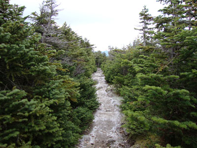 The Twinway between Zealand and Guyot