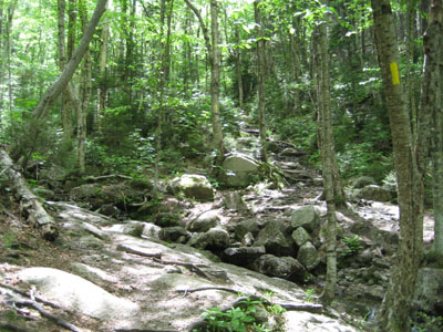 Looking up the Hale Brook Trail at the first brook crossing