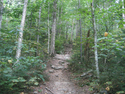 Looking up the Hale Brook Trail