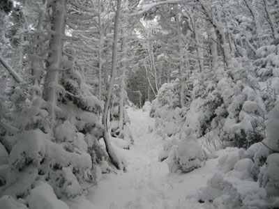 Looking up the Hale Brook Trail