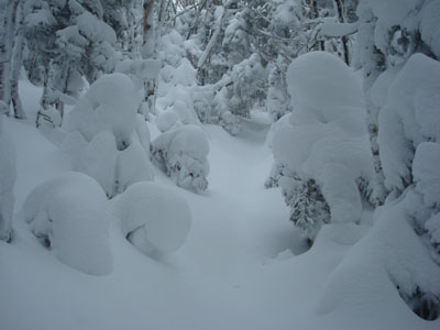 Looking up the Hale Brook Trail