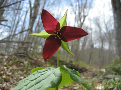 A purple trillium along Hale Brook Trail
