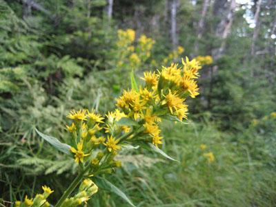 Wild flowers along Hale Brook Trail