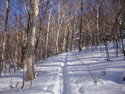 Looking up the Firewarden's Trail