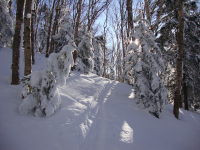 Looking up the Firewarden's Trail