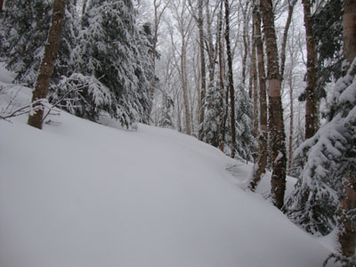 Looking up the Firewarden's Trail