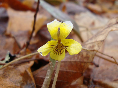 A yellow violet along the herd path to the North Twin Trail trailhead
