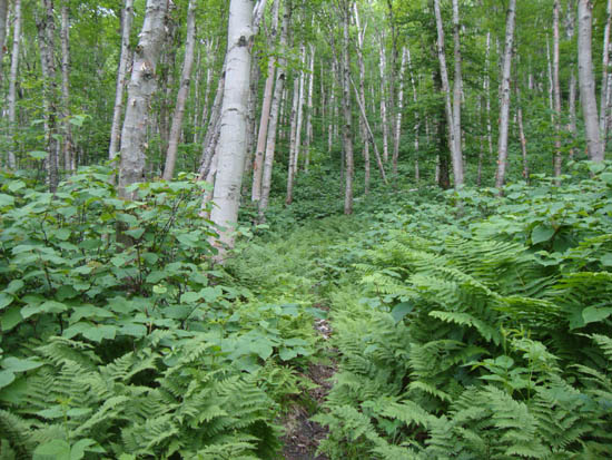 The Firewarden's Trail