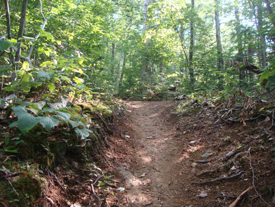 Looking up the Hale Brook Trail