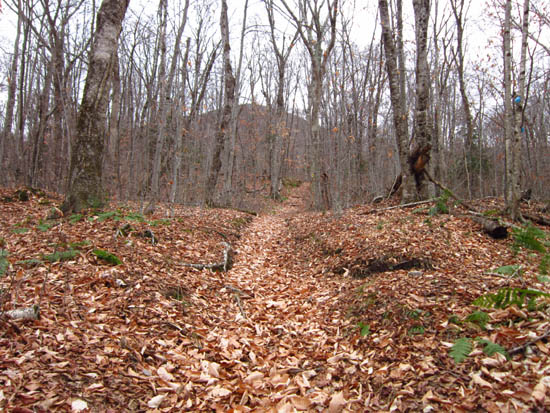 Looking up the Hale Brook Trail