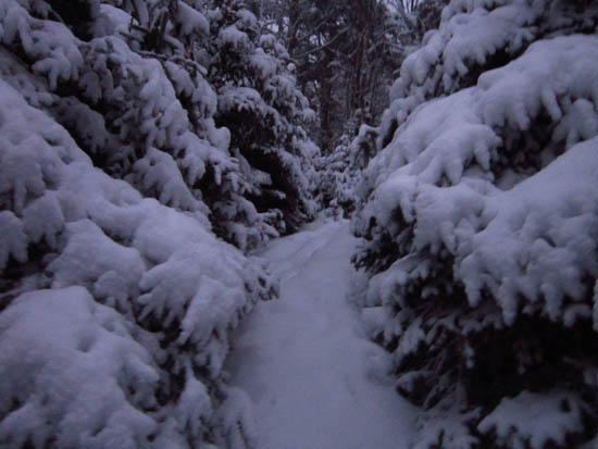 Looking up the upper Firewarden's Trail