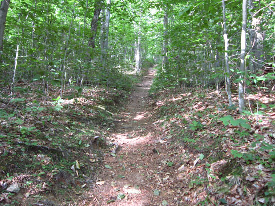 Looking up the Hale Brook Trail