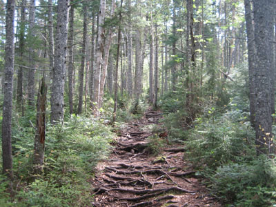 Looking up the Hancock Loop Trail prior to the split