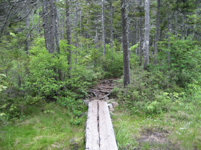 The Cedar Brook Trail