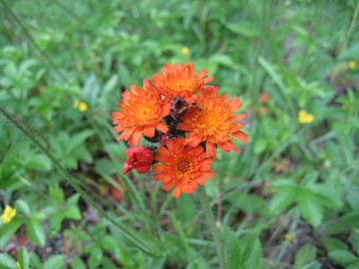 Flowers at the beginning of the Hancock Notch Trail