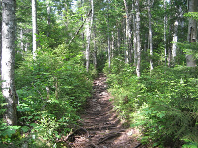 The lower portion of the Hancock Loop Trail