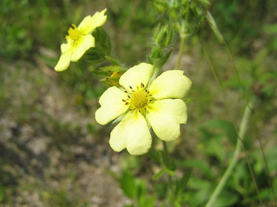 Flowers near the parking lot