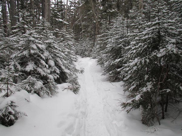 The Cedar Brook Trail