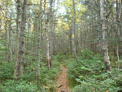 The Hancock Loop Trail to Mt. Hancock's south peak