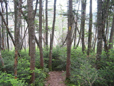 Looking down the Hancock Loop Trail with Mt. Hancock's Middle Peak in the distance
