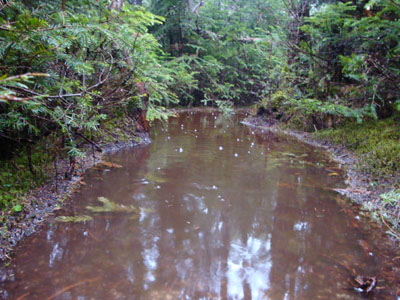The wet Hancock Loop Trail