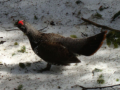 Attack chicken!