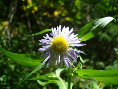 A wildflower on the Carter Dome Trail