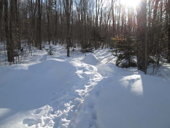 The Forest Discovery Trail trailhead